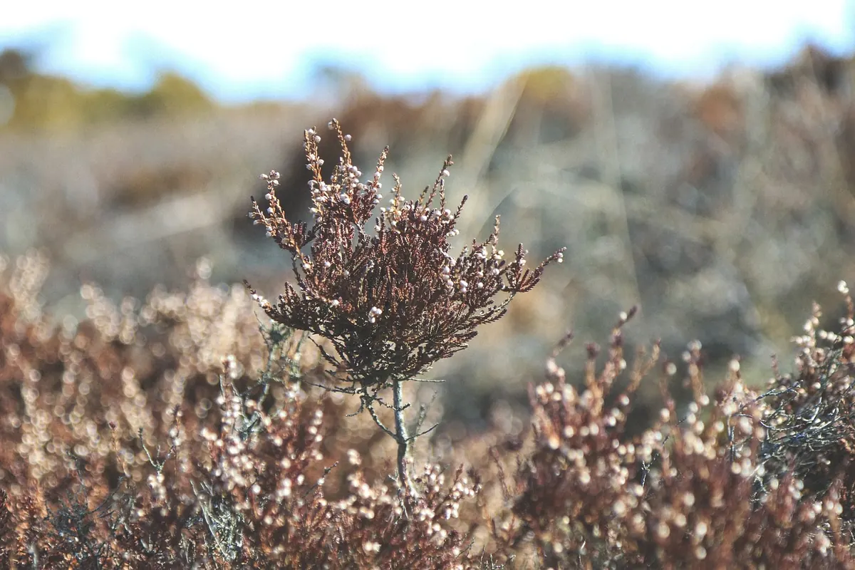 10 Common Heather Growing Mistakes and How to Fix Them