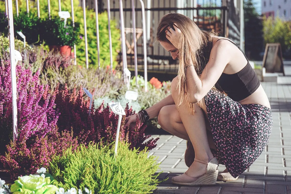 Beginner's Guide to Growing Heather in Pots