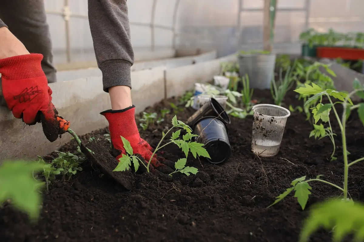 Heather Planting Checklist: Soil, Sun, Spacing, and Aftercare