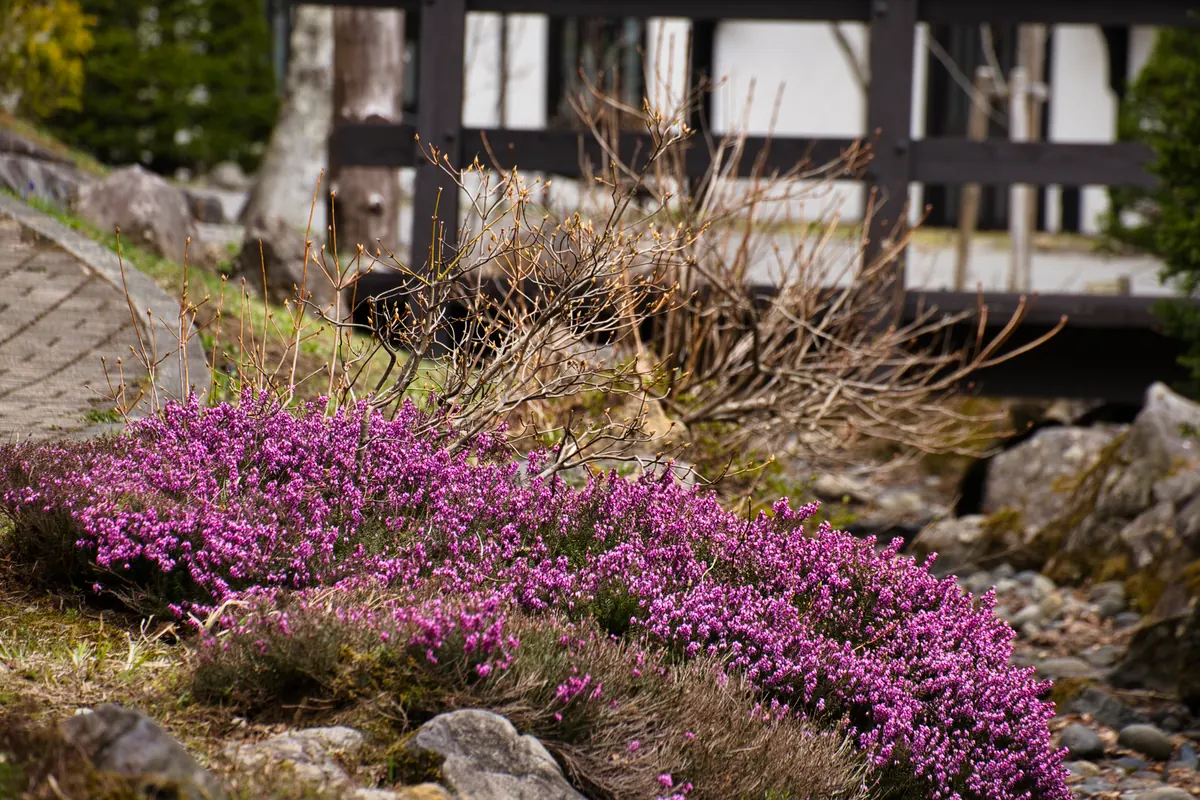 Heather Rock Garden Design: Layout, Soil, and Companion Plants