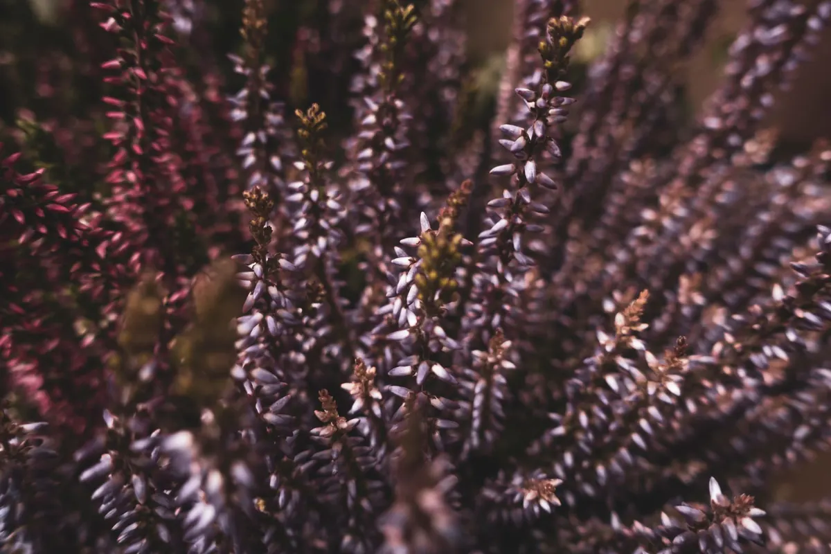 How to Plant Heather in Acidic Soil: A Step-by-Step Guide