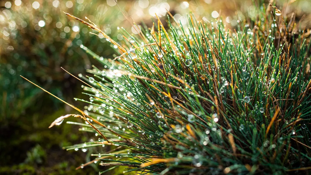Why Is My Heather Turning Brown? Diagnosing Common Problems
